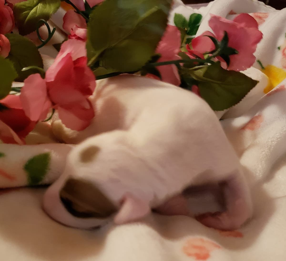 All The DoDa Day Italian Greyhounds -  Puppies breeder image 25
