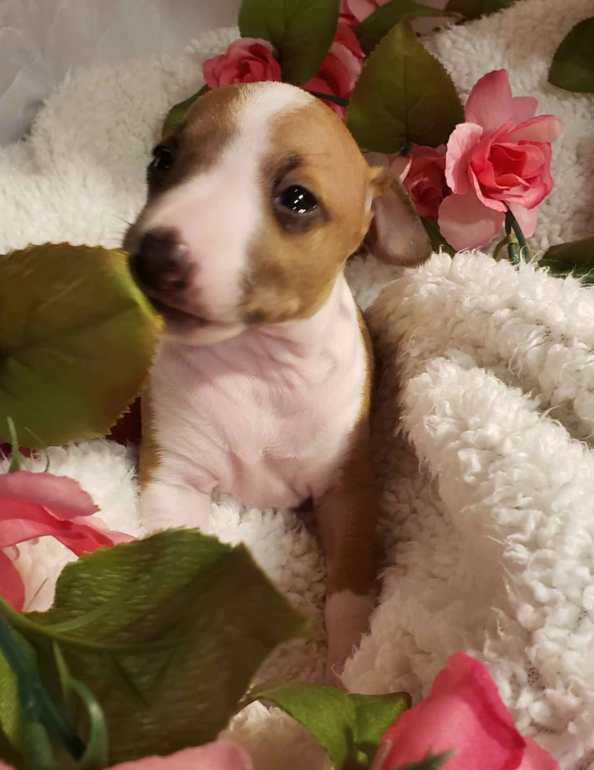 All The DoDa Day Italian Greyhounds -  Puppies breeder image 26