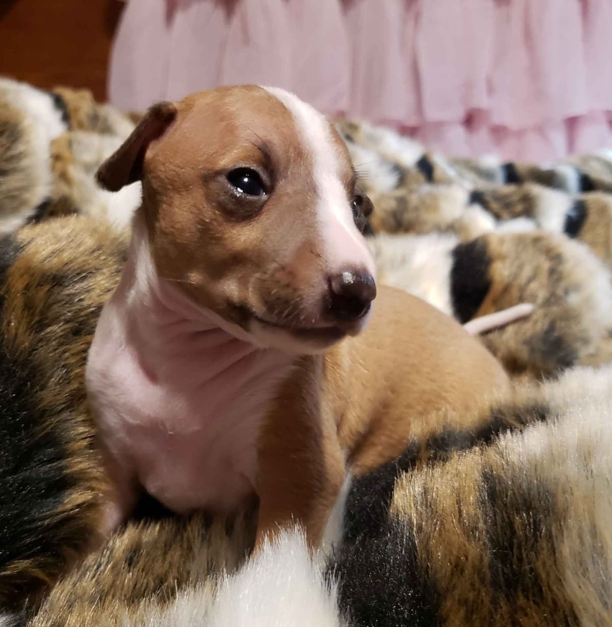 All The DoDa Day Italian Greyhounds -  Puppies breeder image 27