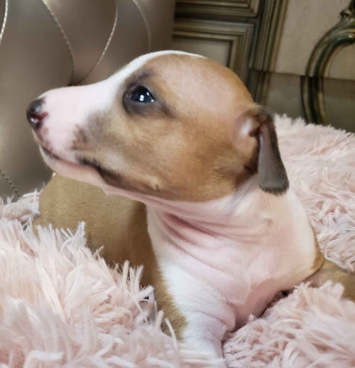 All The DoDa Day Italian Greyhounds -  Puppies breeder image 28