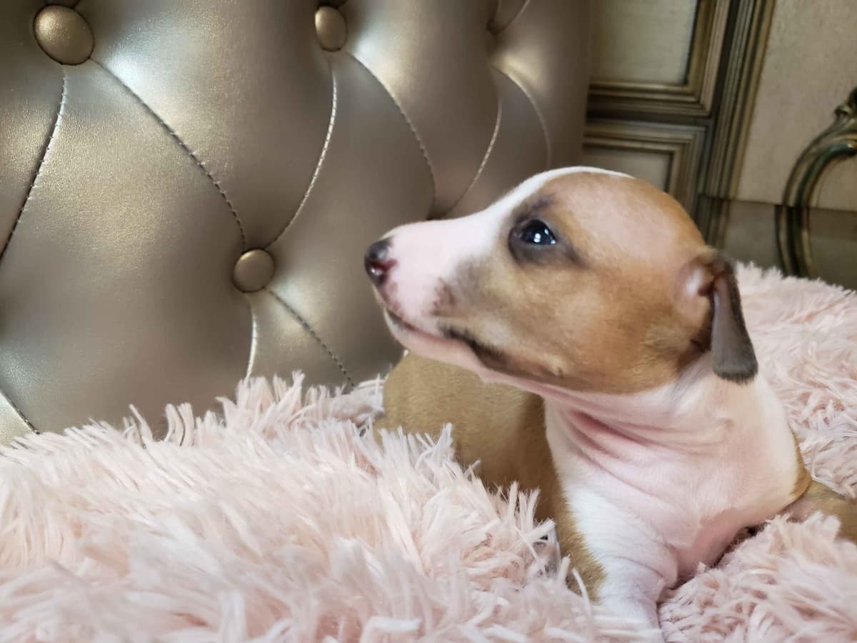 All The DoDa Day Italian Greyhounds -  Puppies breeder image 29