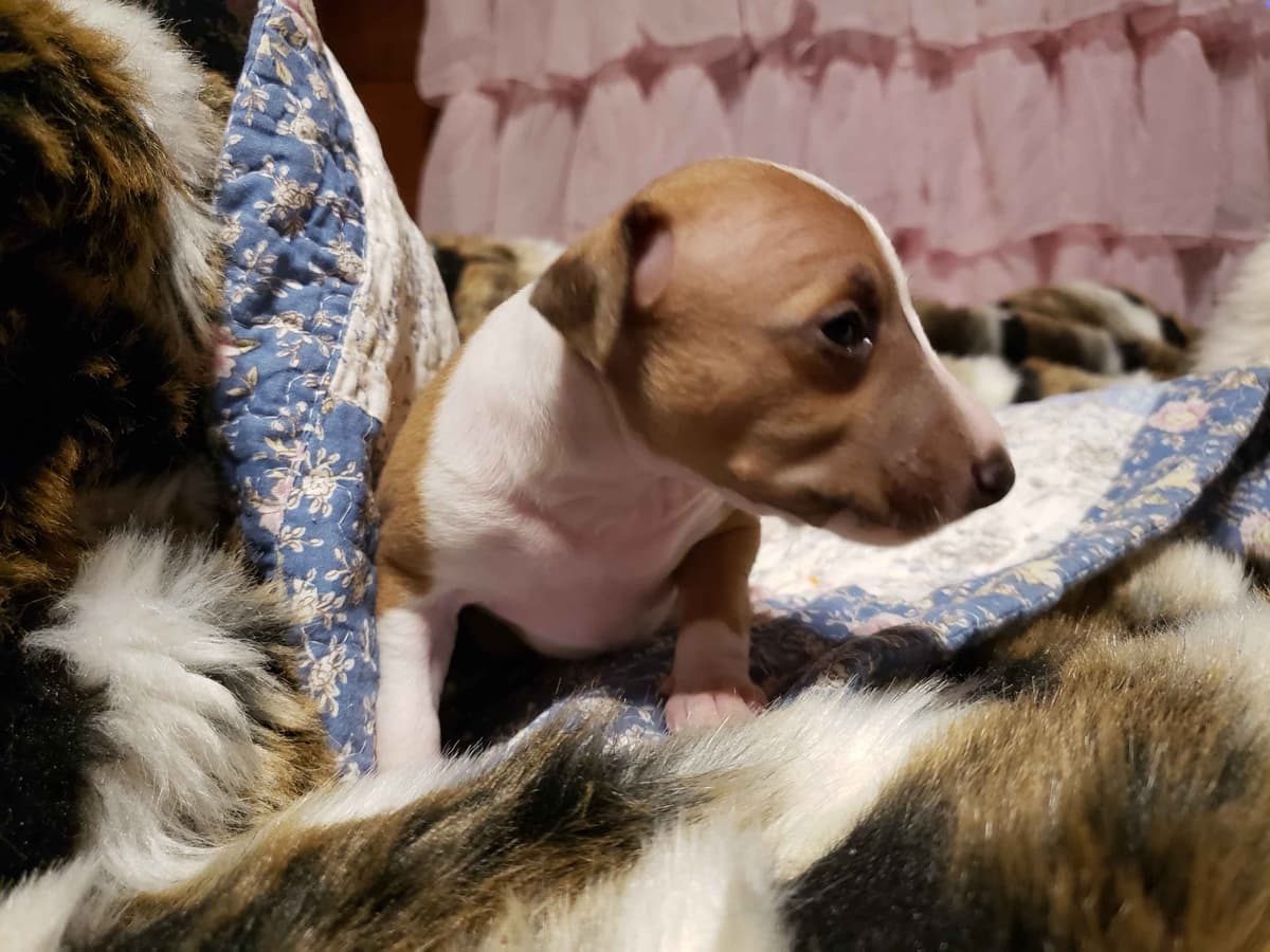 All The DoDa Day Italian Greyhounds -  Puppies breeder image 30