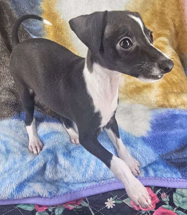 All The DoDa Day Italian Greyhounds -  Puppies media 2