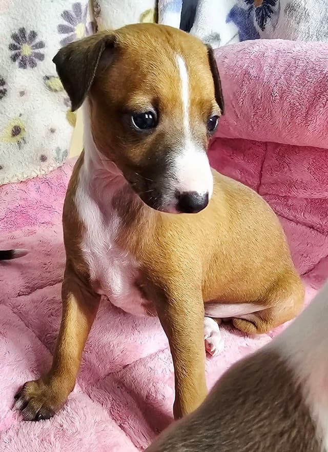 All The DoDa Day Italian Greyhounds -  Puppies media 5