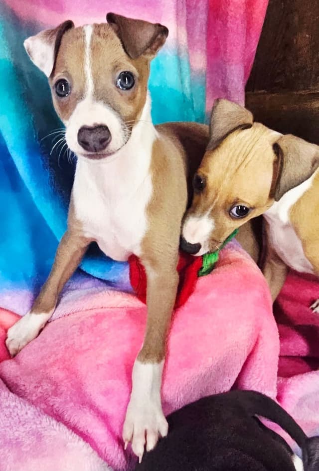 All The DoDa Day Italian Greyhounds -  Puppies media 6