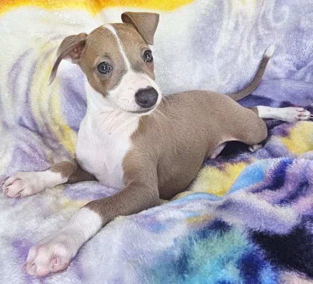 All The DoDa Day Italian Greyhounds -  Puppies media 7