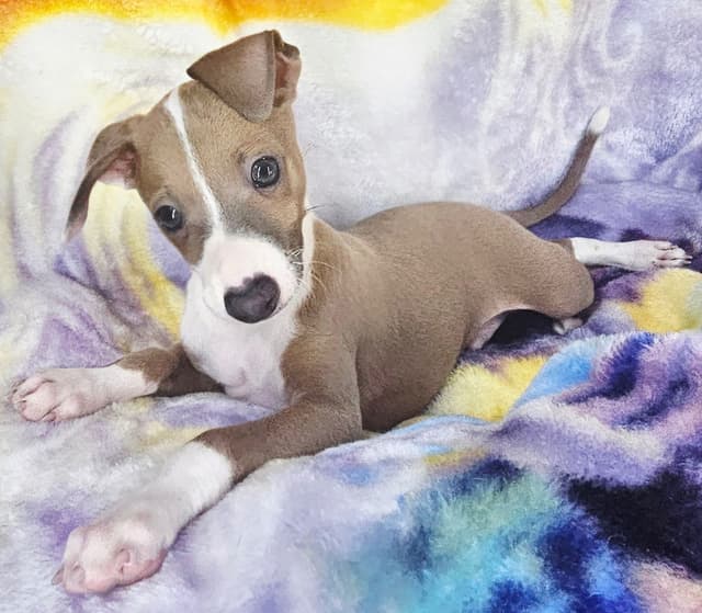 All The DoDa Day Italian Greyhounds -  Puppies media 8