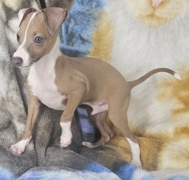 All The DoDa Day Italian Greyhounds -  Puppies media 9