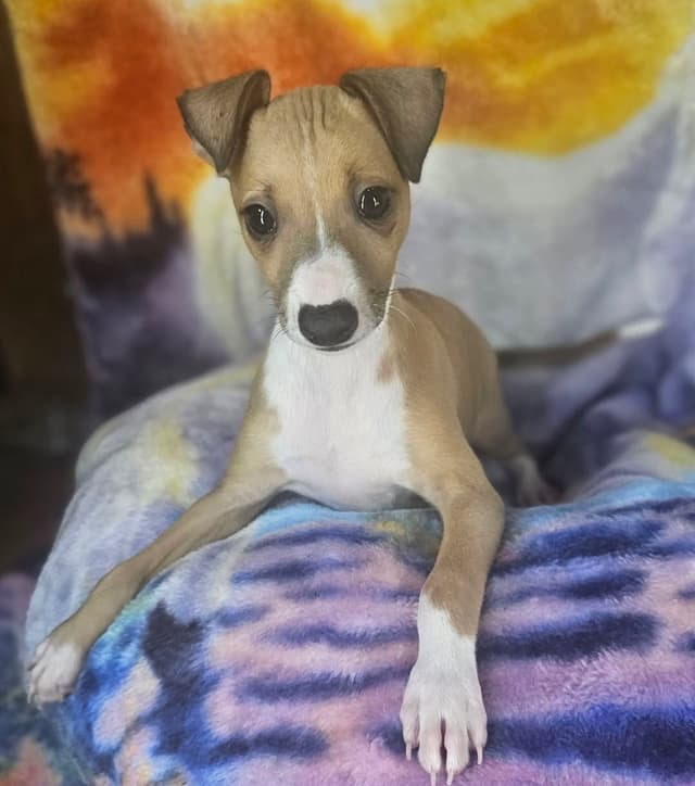 All The DoDa Day Italian Greyhounds -  Puppies media 10