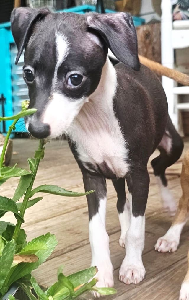 All The DoDa Day Italian Greyhounds -  Puppies media 3