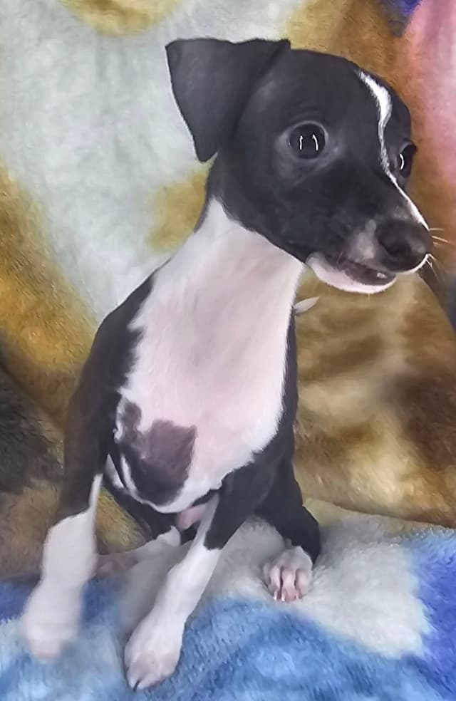 All The DoDa Day Italian Greyhounds -  Puppies media 4