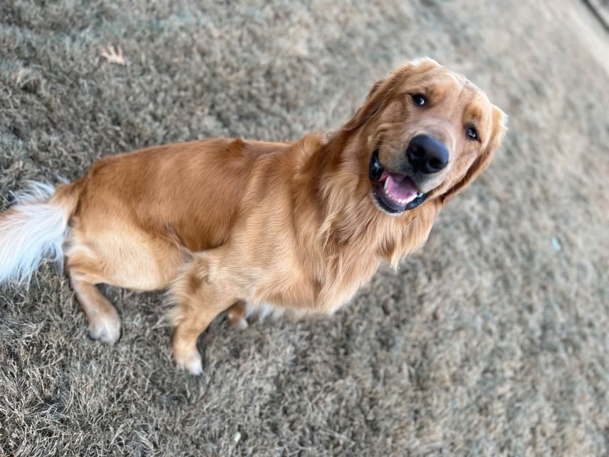 Golden Retriever Puppies breeder image 1