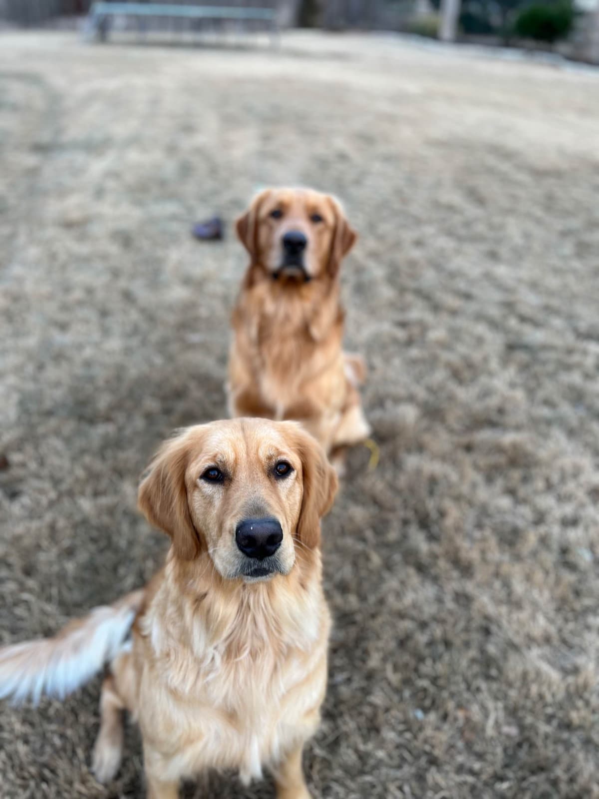 Golden Retriever Puppies breeder image 4