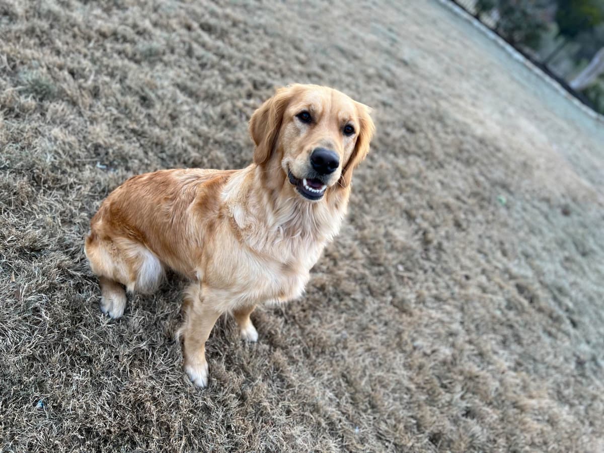 Golden Retriever Puppies breeder image 3
