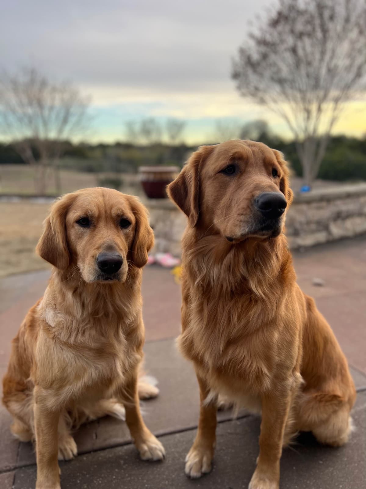 Golden Retriever Puppies breeder image 5