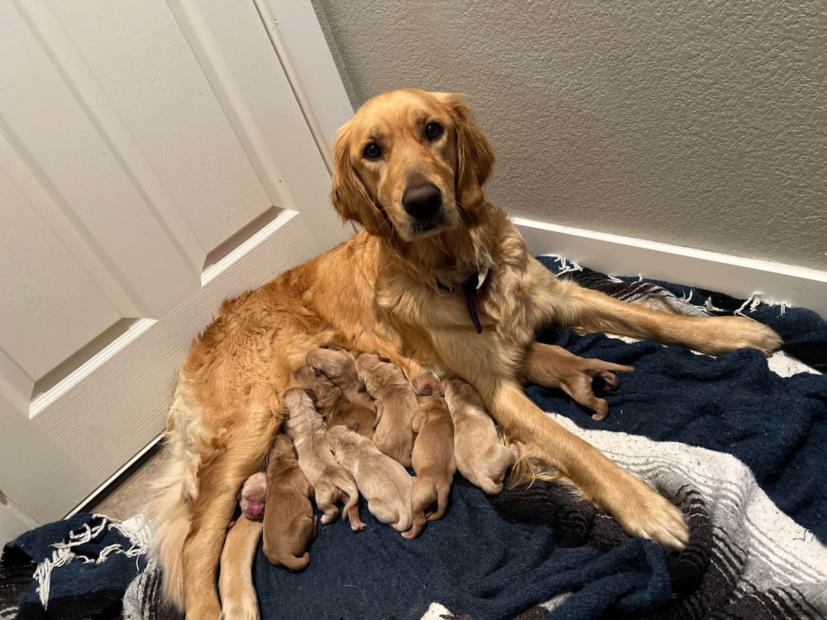 Golden Retriever Puppies breeder image 7