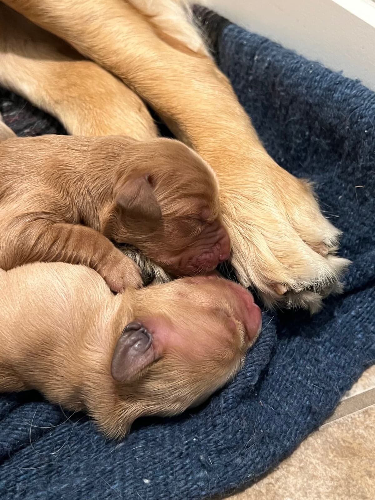 Golden Retriever Puppies breeder image 8