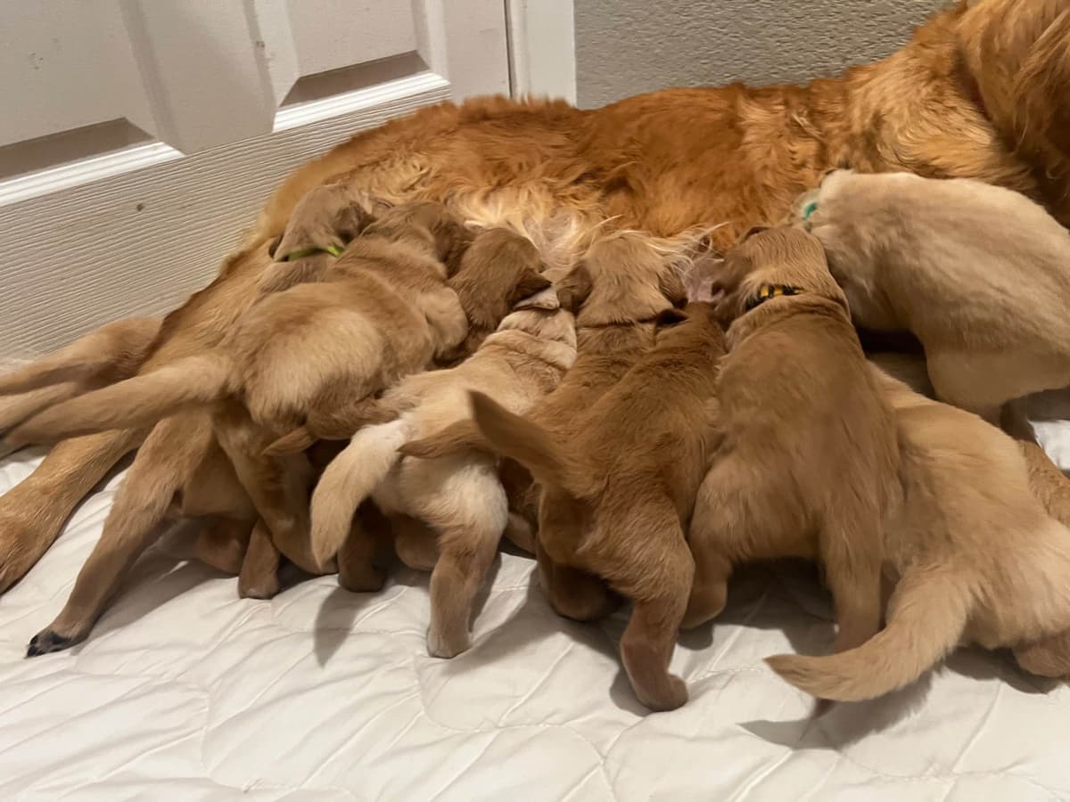 Golden Retriever Puppies breeder image 9