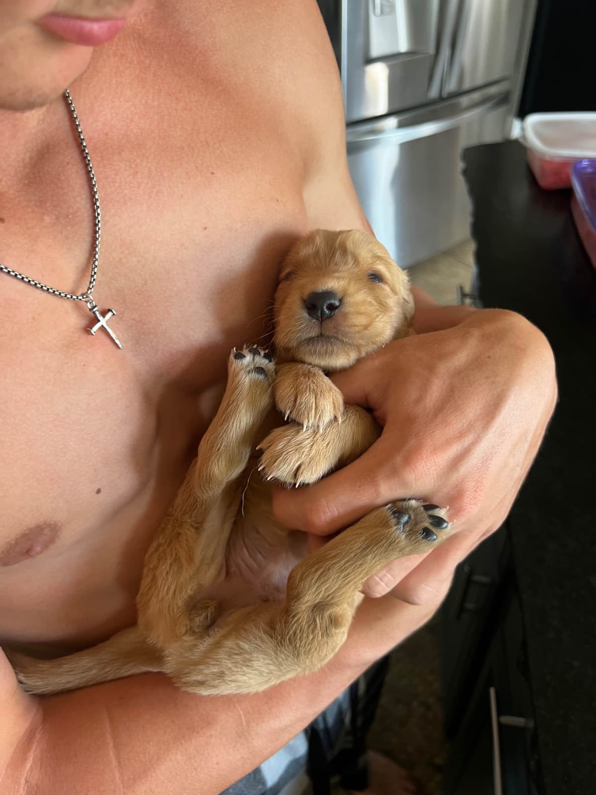 Golden Retriever Puppies breeder image 11