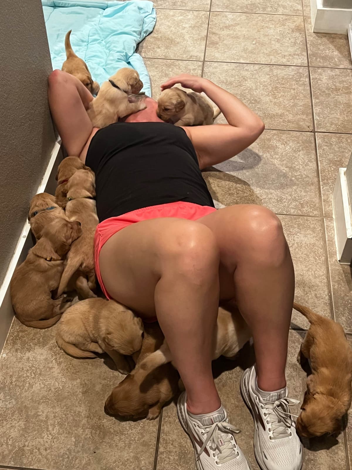 Golden Retriever Puppies breeder image 12