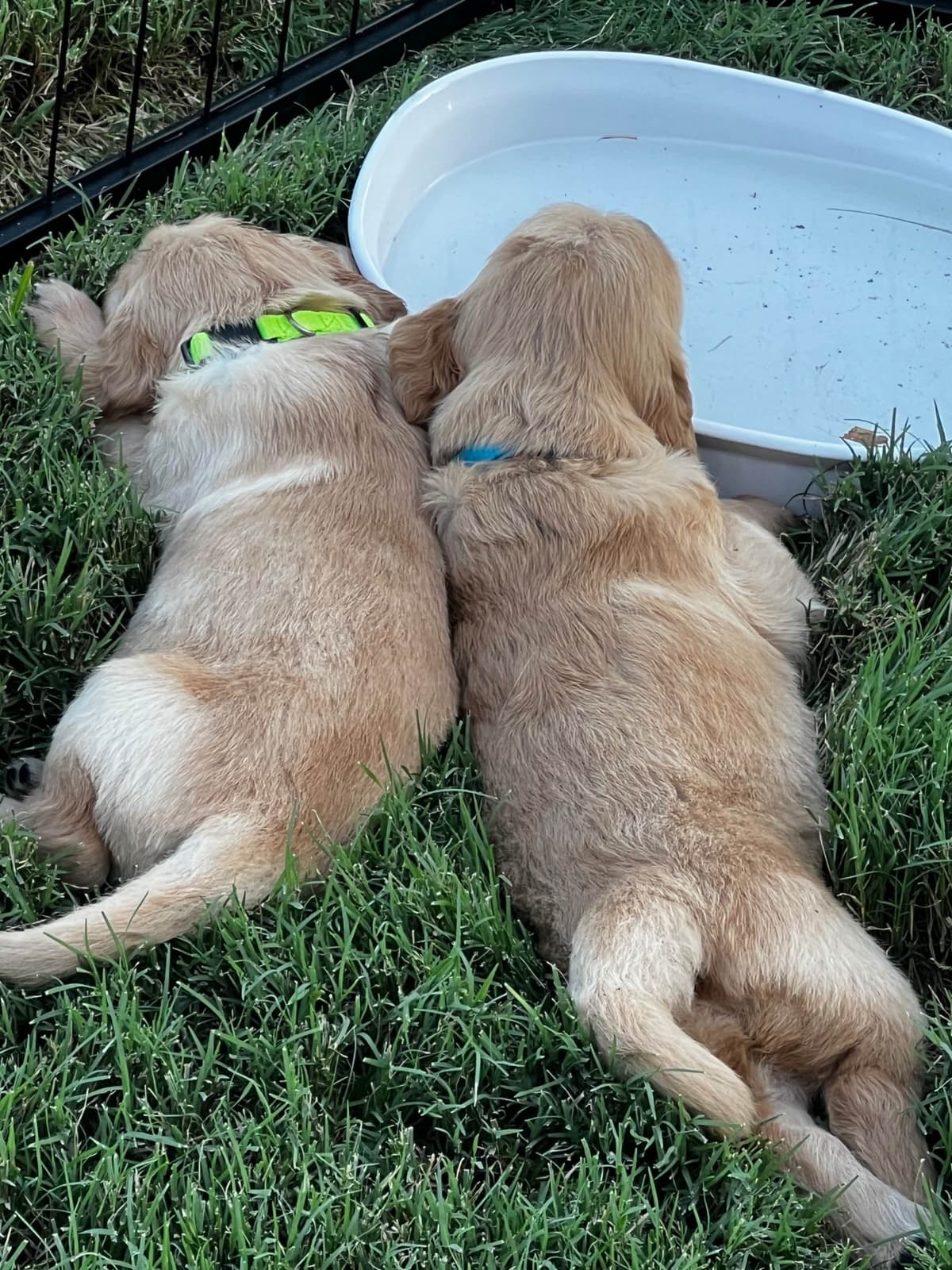 Golden Retriever Puppies breeder image 13
