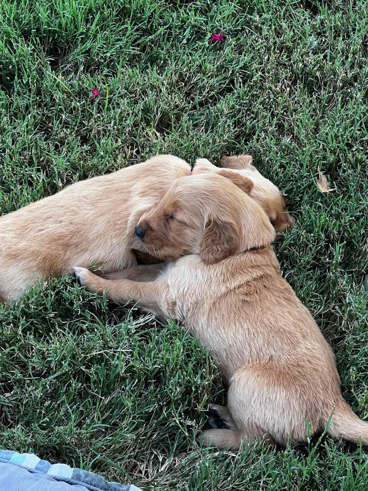 Golden Retriever Puppies breeder image 14