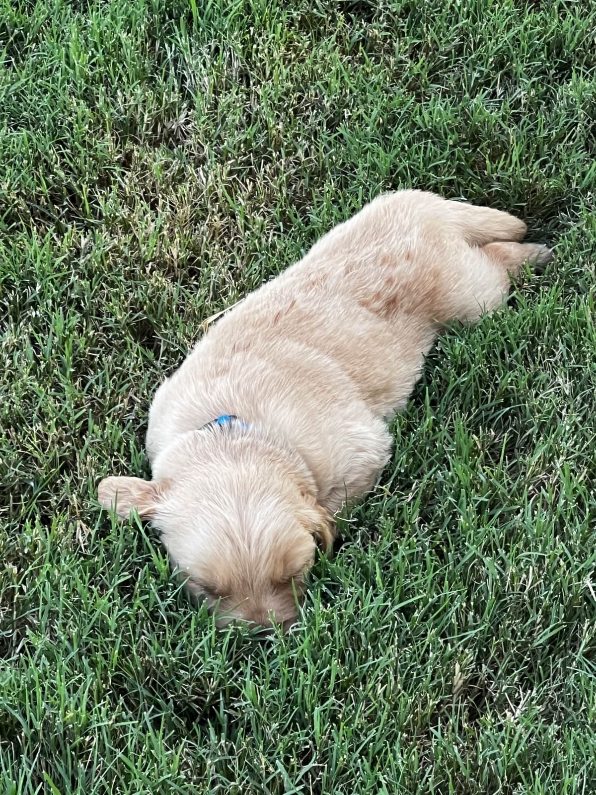 Golden Retriever Puppies breeder image 16