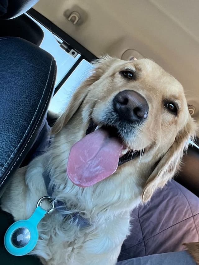 Golden Retriever Puppies media 3