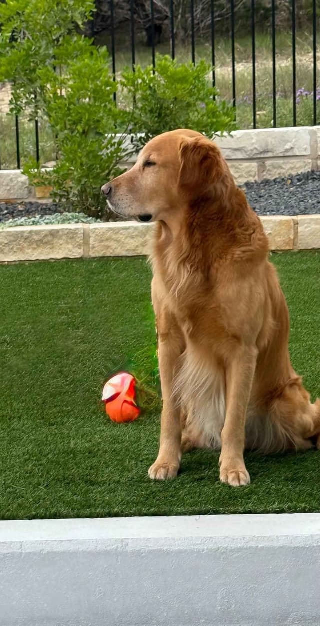 Golden Retriever Puppies media 4