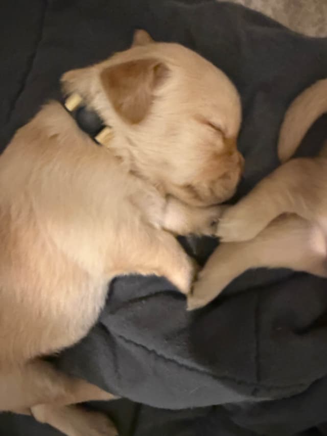 Golden Retriever Puppies media 5