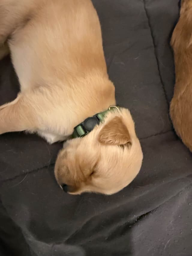Golden Retriever Puppies media 6