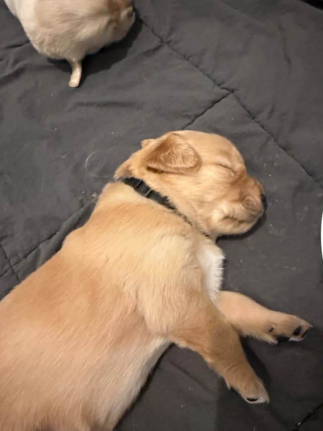 Golden Retriever Puppies media 7