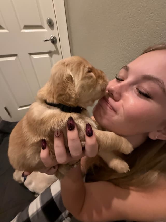 Golden Retriever Puppies media 8