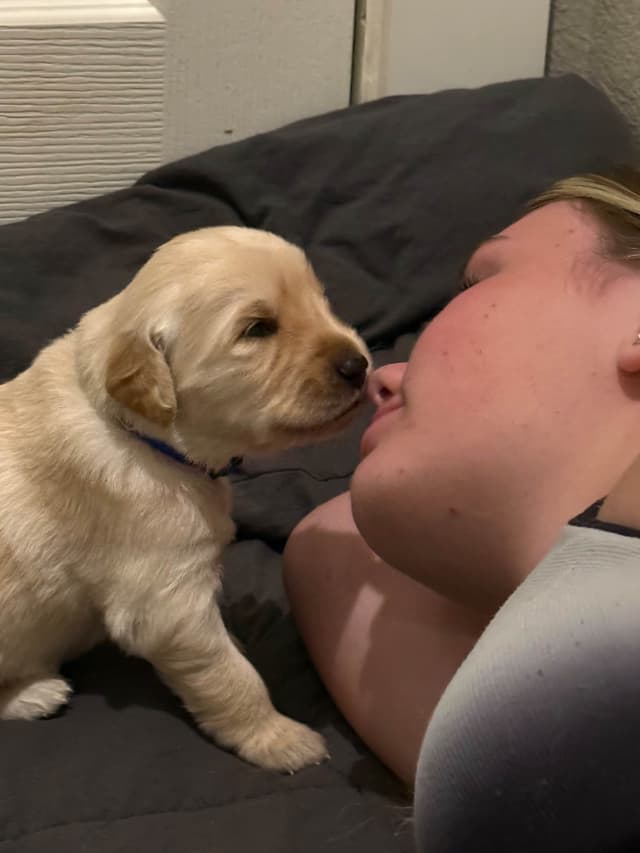 Golden Retriever Puppies media 9