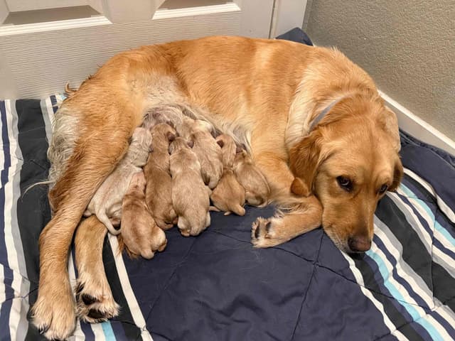 Golden Retriever Puppies media 11