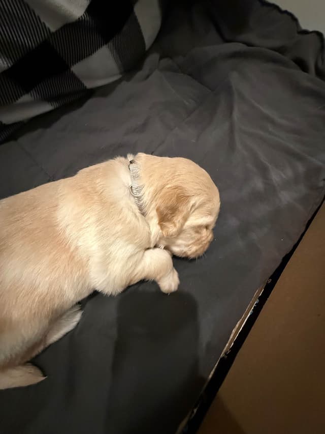 Golden Retriever Puppies media 12