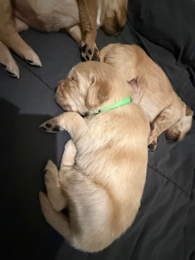 Golden Retriever Puppies media 13