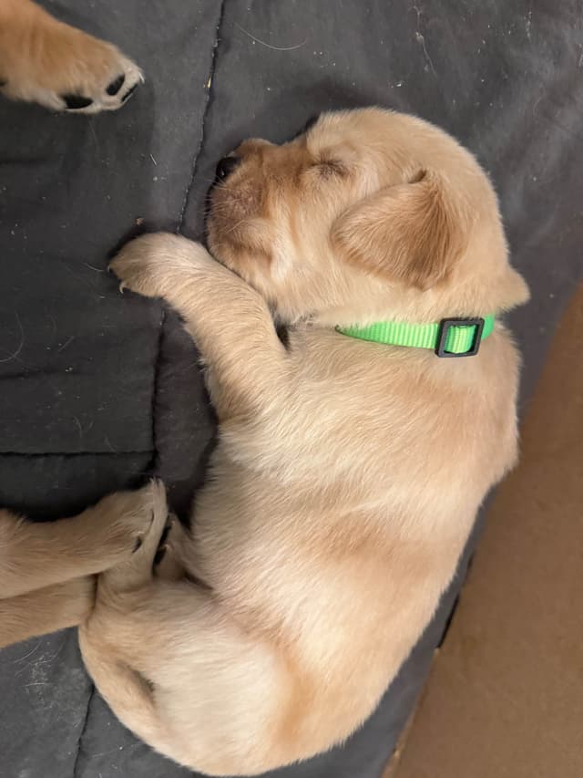 Golden Retriever Puppies media 14