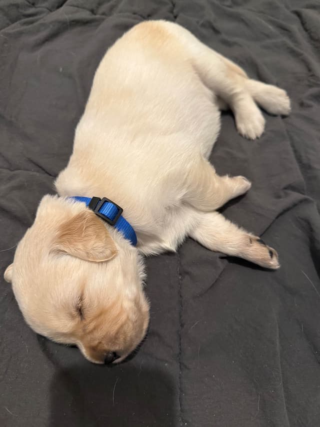 Golden Retriever Puppies media 15