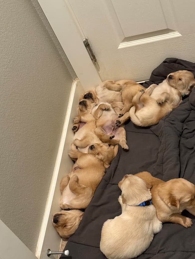 Golden Retriever Puppies media 17