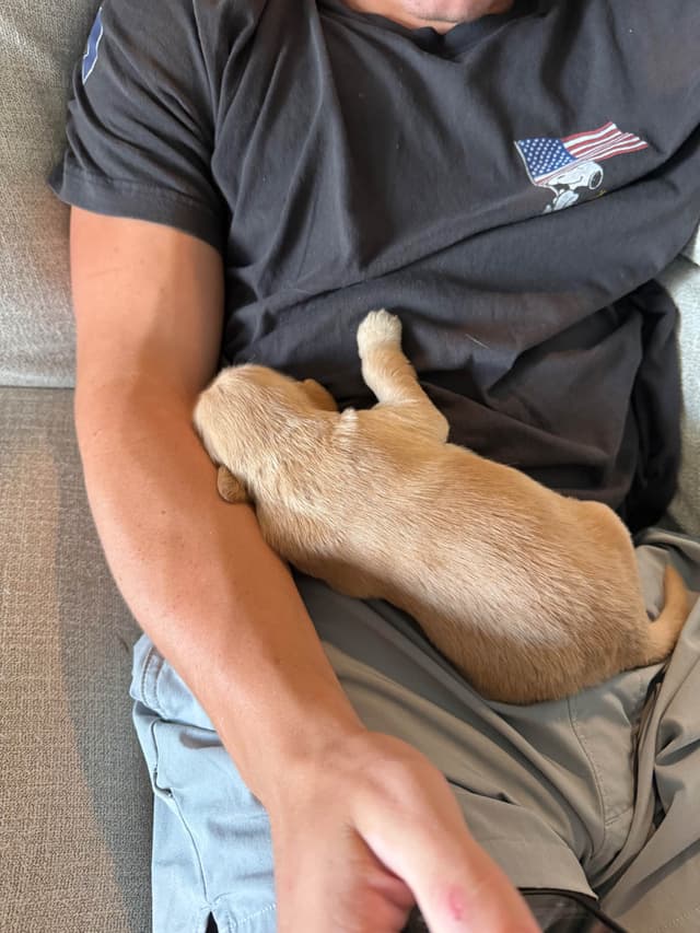 Golden Retriever Puppies media 18
