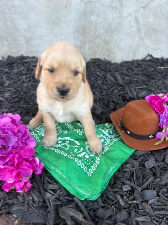 Golden Retriever Puppies media 19