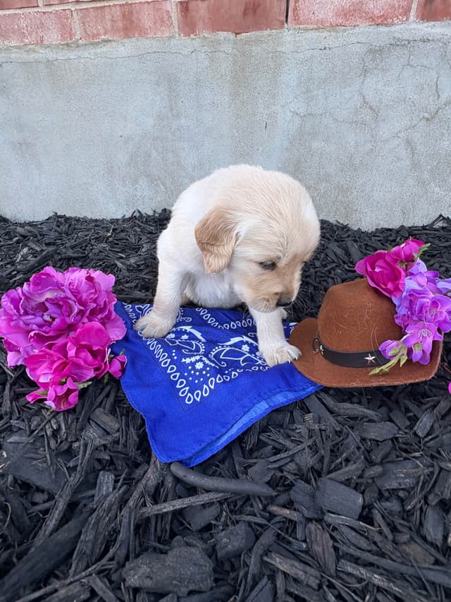 Golden Retriever Puppies media 20