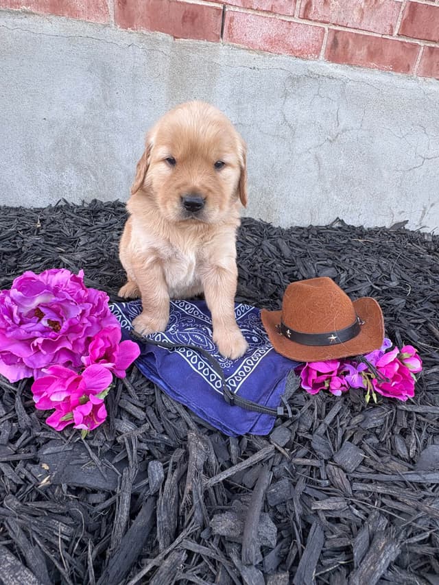 Golden Retriever Puppies media 21