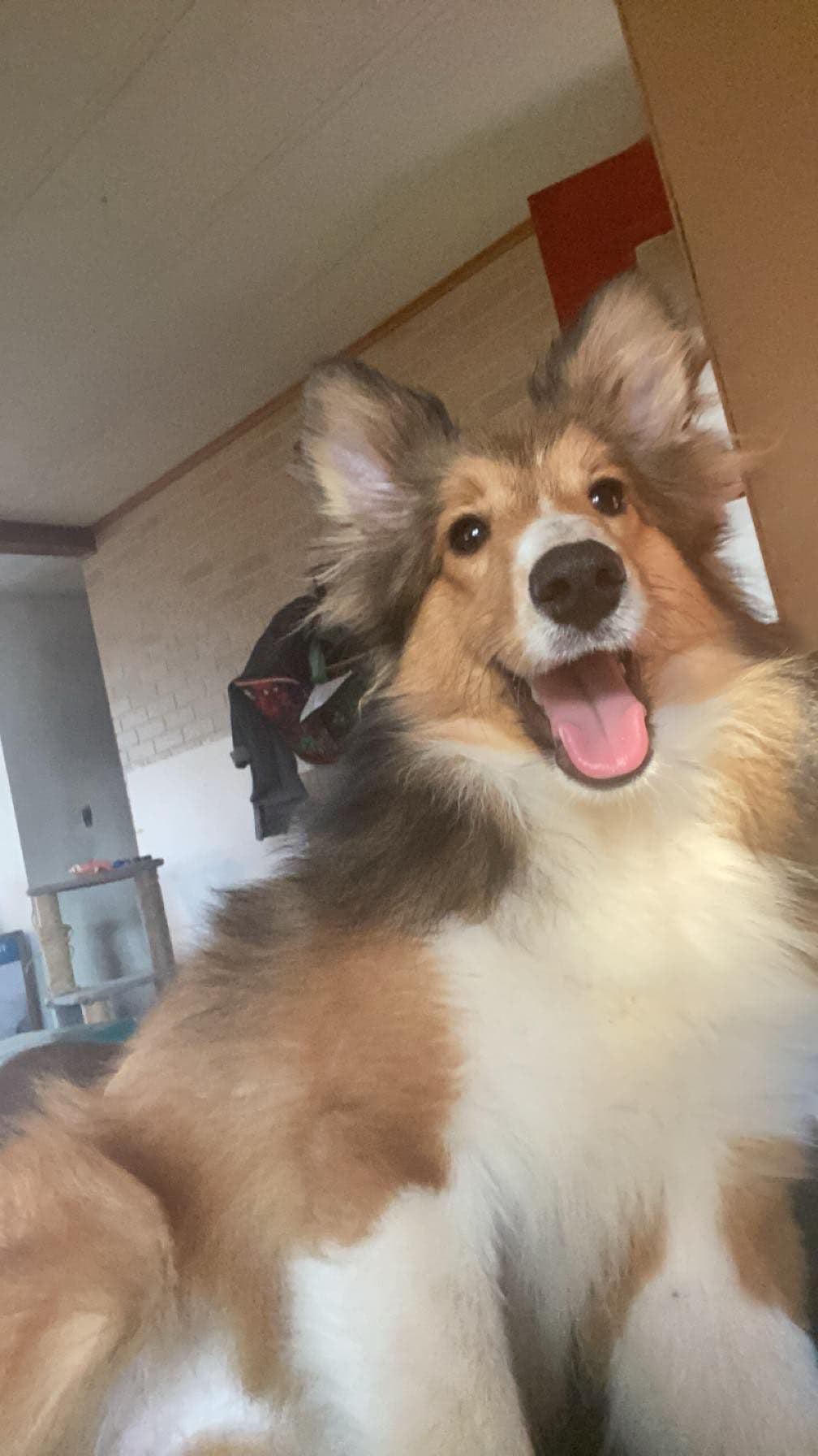 Shetland Sheepdog Puppies breeder image 1