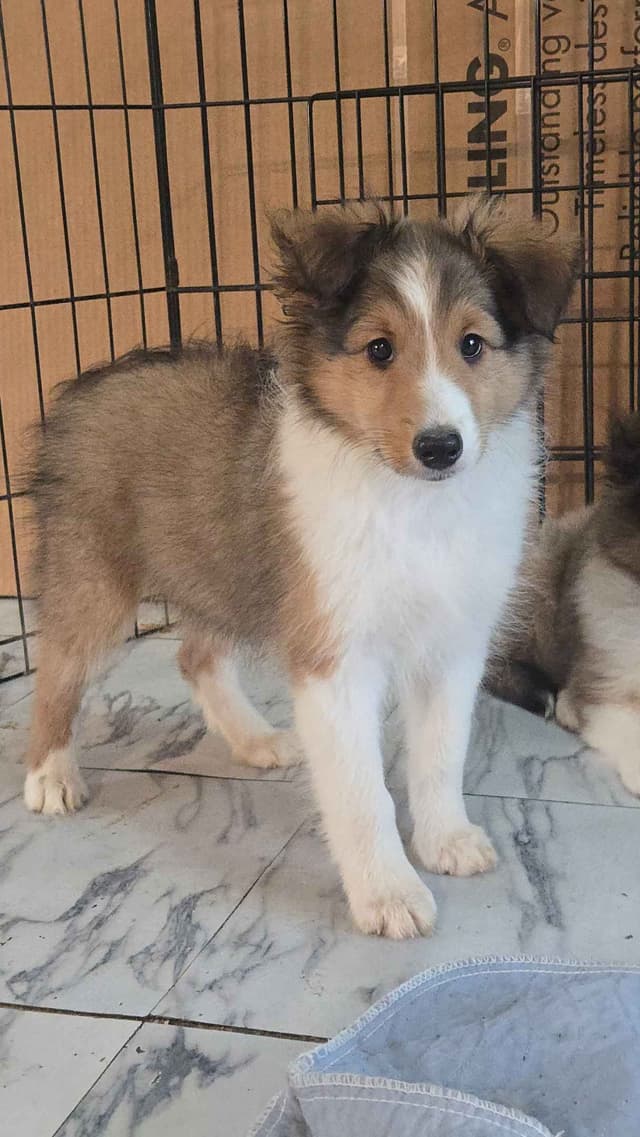 Shetland Sheepdog Puppies media 4