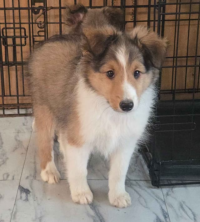 Shetland Sheepdog Puppies media 5