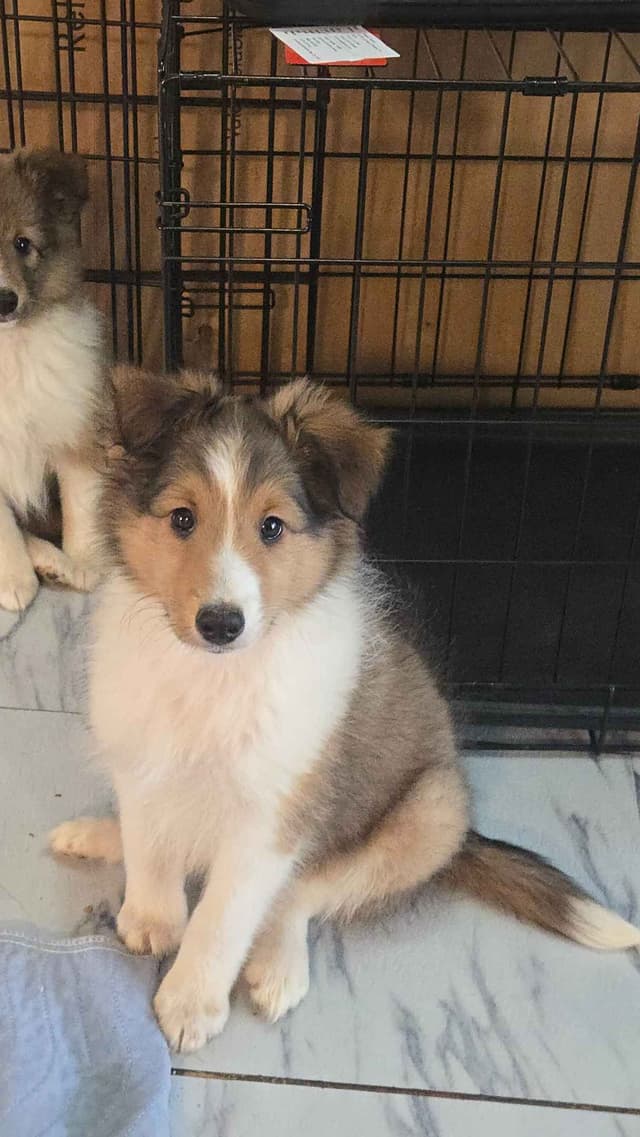 Shetland Sheepdog Puppies media 6