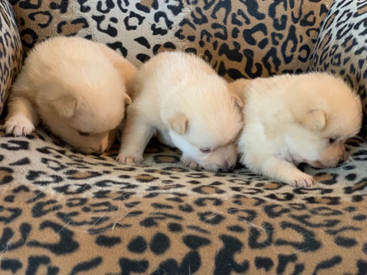 Schipperke Puppies breeder image 1
