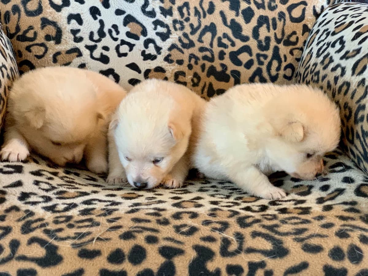 Schipperke Puppies breeder image 2